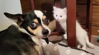 Котенок Микки внимательно наблюдает за собакой. Маленький котенок и собака.