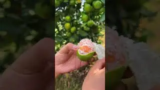#farming #satisfying #countryside #fruit #garden #picking
