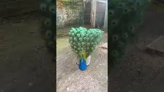 PAV&Atilde;O AZUL E VERDE ❤️