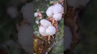 Cotton flower #garden #flowers #cotton #seed #harvest #trendind #bio #natural