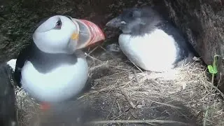 Puffin Watch: Scuffle in Burrow 59 upends camera, but puffling is OK