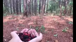 Goat and monkey eating wild berries