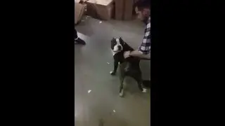 Stray dog visits Santa Rosa Kohl's