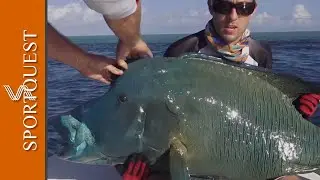 Casting, Setting and Landing a Monster Napoleon Wrasse off the Surface in Papua New Guinea 🇵🇬