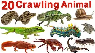 20 रेंगने वाले जानवर | Crawling Animals Name in Hindi | Kids Learning Video