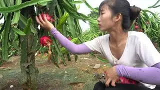 Harvesting dragon fruit, Build a flower hut, Dried longan fruit go to sell