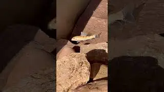 Model of a Northern hog sucker fish searching for food