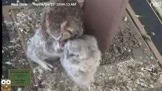 Three Little Owls Shadow Ridge Owls- Live Stream- March 4, 2019