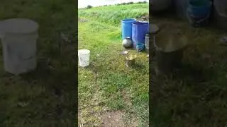 Bail pola 2019