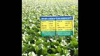 Safe Vegetables project visited by Government High Officials.
