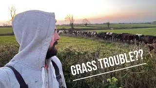 COWS IN HEAT, TAIL PAINT RESULTS & GRASS TROUBLE??