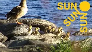 Mallard Ducklings (2 days old) enjoying the sunniest morning of their lives... so far
