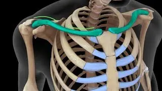 Practical one [bone of shoulder ]