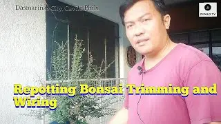 Repotting Bonsai,Trimming and Wiring #bonsai #Workshop @dipalotv5110
