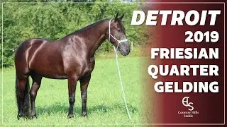 SOLD Detroit, 2018 Friesian Quarter Horse Gelding | Beautiful Movement | Dressage Prospect