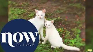 Adorable cats with their insanely cute kitten twins | NOW TO LOVE