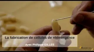4.1 Fabrication de cellules de réémergence par Philippe GILLES