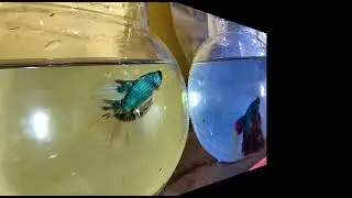 Bata Fish Aquarium
