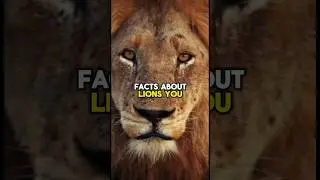 Facts About Lions!🦁#short #shorts #shortvideo #shortsvideo #animals #facts #lion #fun