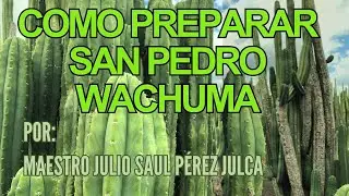 COMO PREPARAR SAN PEDRO WACHUMA - UNA PERSPECTIVA DESDE LA TRADICIÓN MOCHICA, VALLE BAJO DE CHICAMA