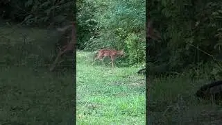 A Cute Deer Fawn Walking into the woods-Blue Ash-OHIO-USA-Creative Kids#deer #nature#animals #shorts