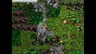 Hydra hunt Tibia