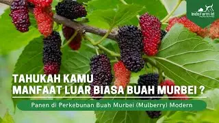 JARANG ORANG TAU!!! Manfaat BUAH MURBEI atau Mulberry untuk Kesehatan
