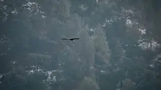 Himalayan griffon vulture soaring in the sky