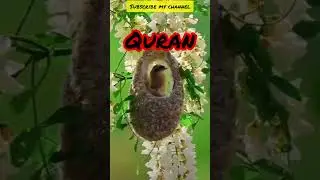 Quran urdu translation#Islamishorts#viralshort#ytshort#Quranislam