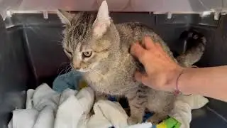 Lorcana 3