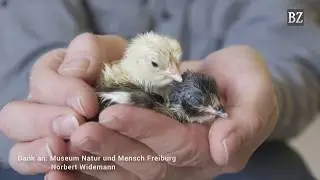 Vom Ei zum K&uuml;ken:  Das Schl&uuml;pfen als Zeitraffer