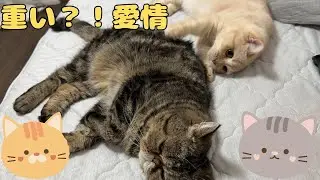♯231 ボクの愛は重いですか？！弟猫渾身の愛情表現