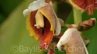 Digger Bee, buzz pollinator, Penang, Malaysia. 20220907_ 090042.uhd