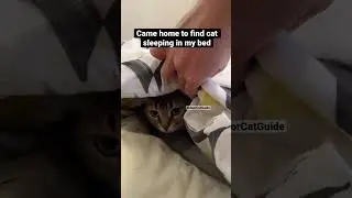 Cat sleeps in bed under the covers #cat #cats #funnycats