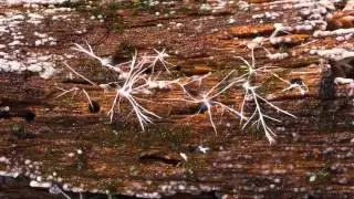 2014 Mutinus boninensis mycelium