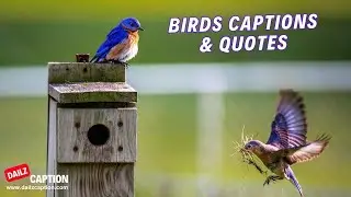 Birds Captions For Instagram | Beautiful Birds Quotes #birdslover #captionideas  #instagramquote