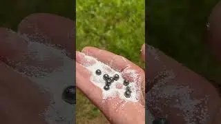 12 Gauge Shotgun Birdshot vs. Buckshot vs. Slug