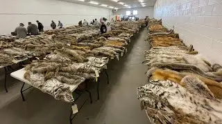 Fur sale (Idaho ITA) March 2024 walkthrough and my fur prices