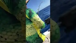 Jason peleando barracuda. La Victoria IV Fishing Team