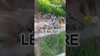 🔥Meet the Lemurs of Krazy World Zoo, Portugal 🇵🇹 #shorts #lemur #krazyworld