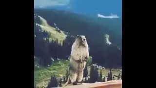 screaming squirrel meme