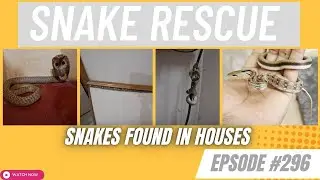 SNAKE RESCUE #296