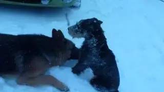jagdterrier black