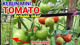 KEBUN TOMATO MINI | BERBUAH LEBAT