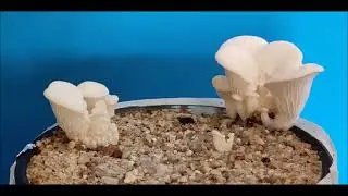 Microscopy of the hyphal growth of Pleurotus opuntiae , cytoplasmic streaming and chlamydospore