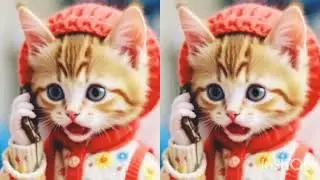 Funny conversation of cat #cay#funnyvideo #catfunnyvideo #catcalling #catlovers