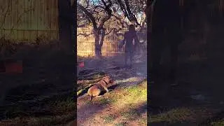 Training and feeding a game dog! #samuraikennels