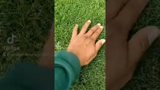 pasto chino/japones. #pasto #zacate #grama #poda #mantenimiento #jardin #jardiner&iacute;a #areaverde