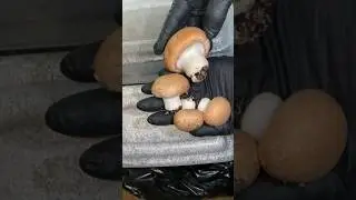 Как выращивать шампиньоны #короткоевидео #короткометражи #выраститесвоим #микология #хобби #грибы...