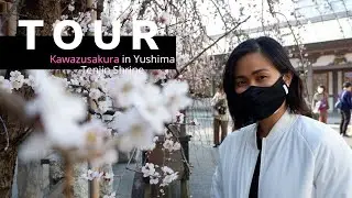 The early sakura bloomers in Tokyo
